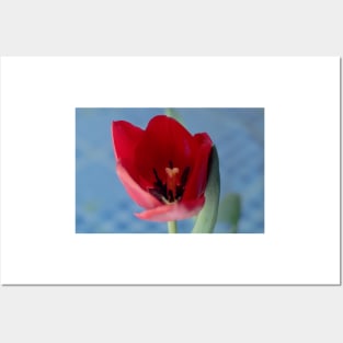 9216 red tulip Posters and Art